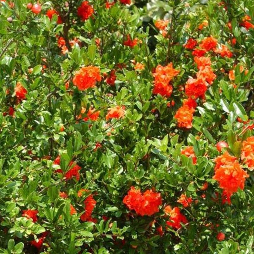 Grenadier à fleurs - Punica granatum Plena (Floraison)