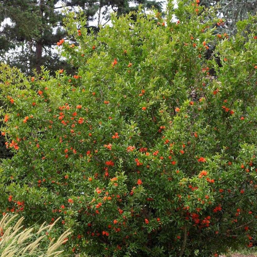 Grenadier à fleurs - Punica granatum Plena (Port)