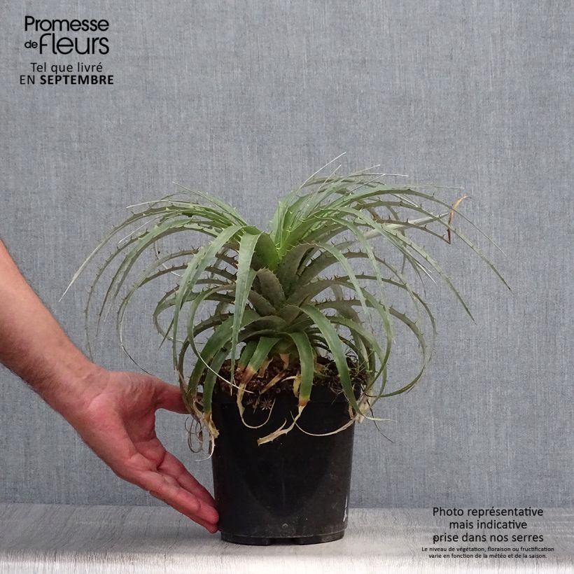 Spécimen de Puya berteroniana Pot de 2L/3L tel que livré en automne