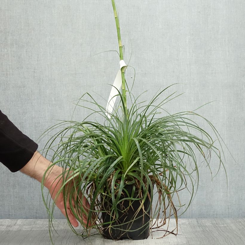 Spécimen de Puya mirabilis - Chagual  Pot de 2L/3L tel que livré en automne