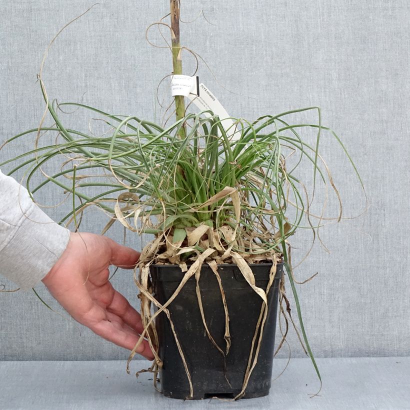 Spécimen de Puya mirabilis - Chagual en pot de 3L tel que livré au printemps