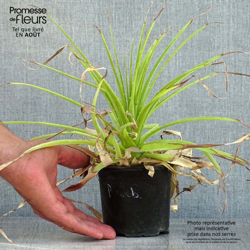 Spécimen de Puya weberbaueri - Broméliacée du Pérou Pot de 3L/4L tel que livré en été