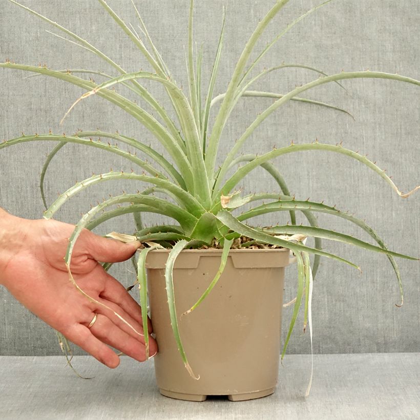 Spécimen de Puya weberiana Pot de 3L/4L tel que livré en été