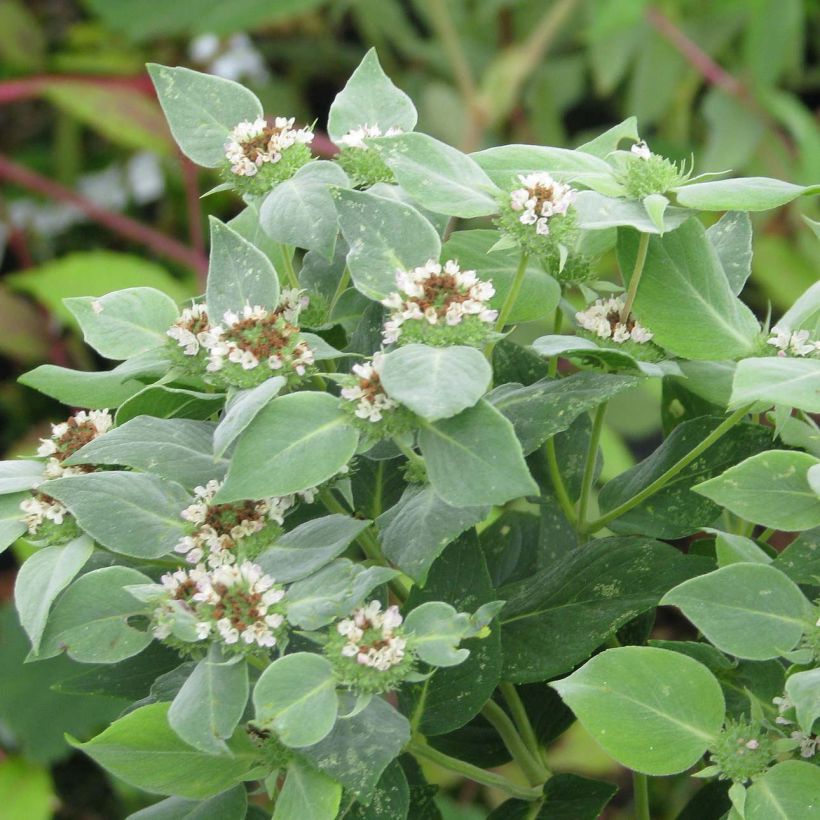 Menthe des montagnes - Pycnanthemum muticum (Feuillage)