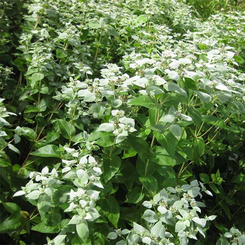 Menthe des montagnes - Pycnanthemum muticum (Port)