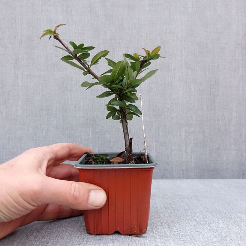 Spécimen de Pyracantha coccinea Orange Star - Buisson ardent - Godet de 8/9 cm tel que livré en hiver