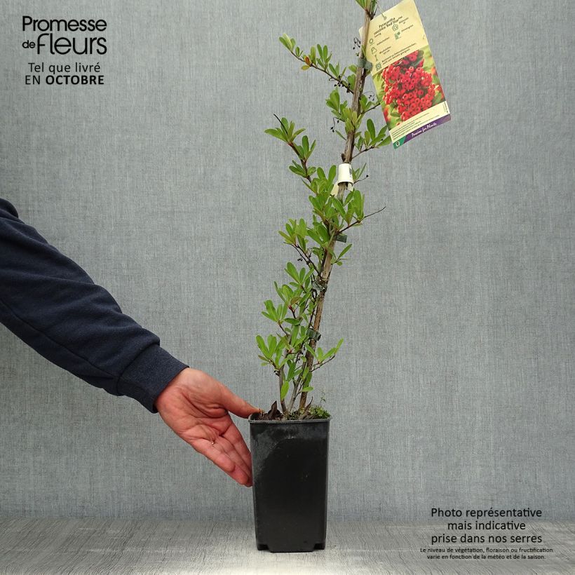 Spécimen de Pyracantha coccinea Red Star - Buisson ardent Pot de 2L/3L tel que livré en automne