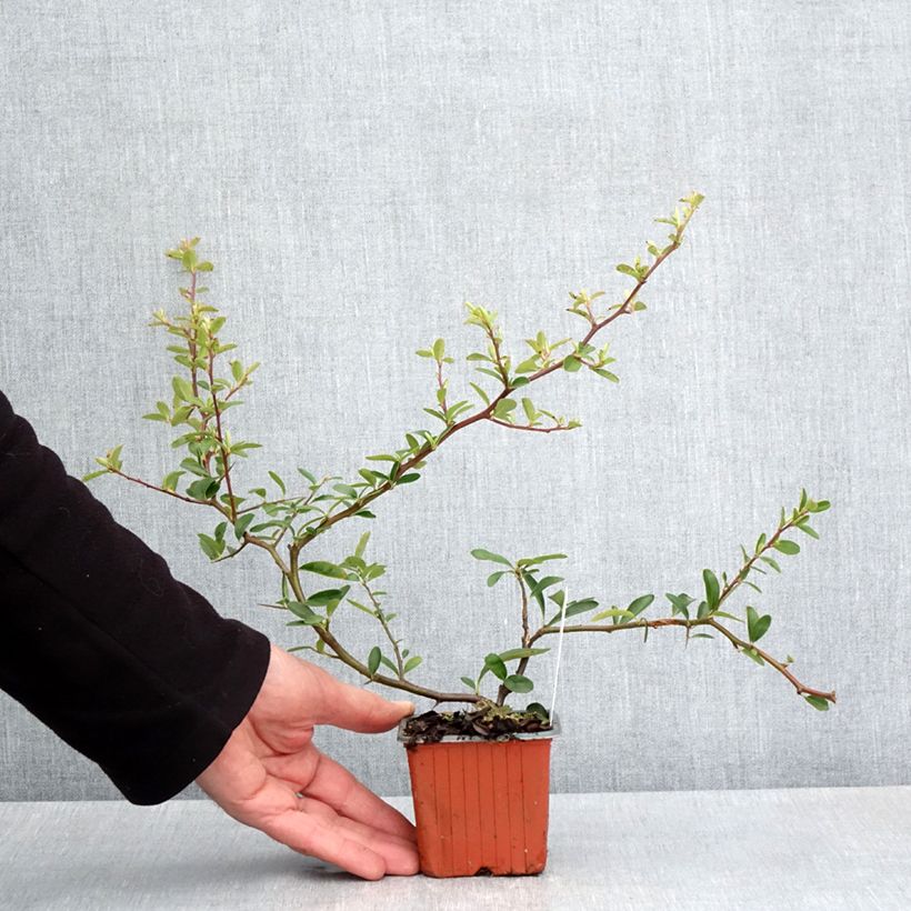 Spécimen de Pyracantha coccinea Sunny Star - Buisson ardent - Godet de 8/9 cm tel que livré au printemps