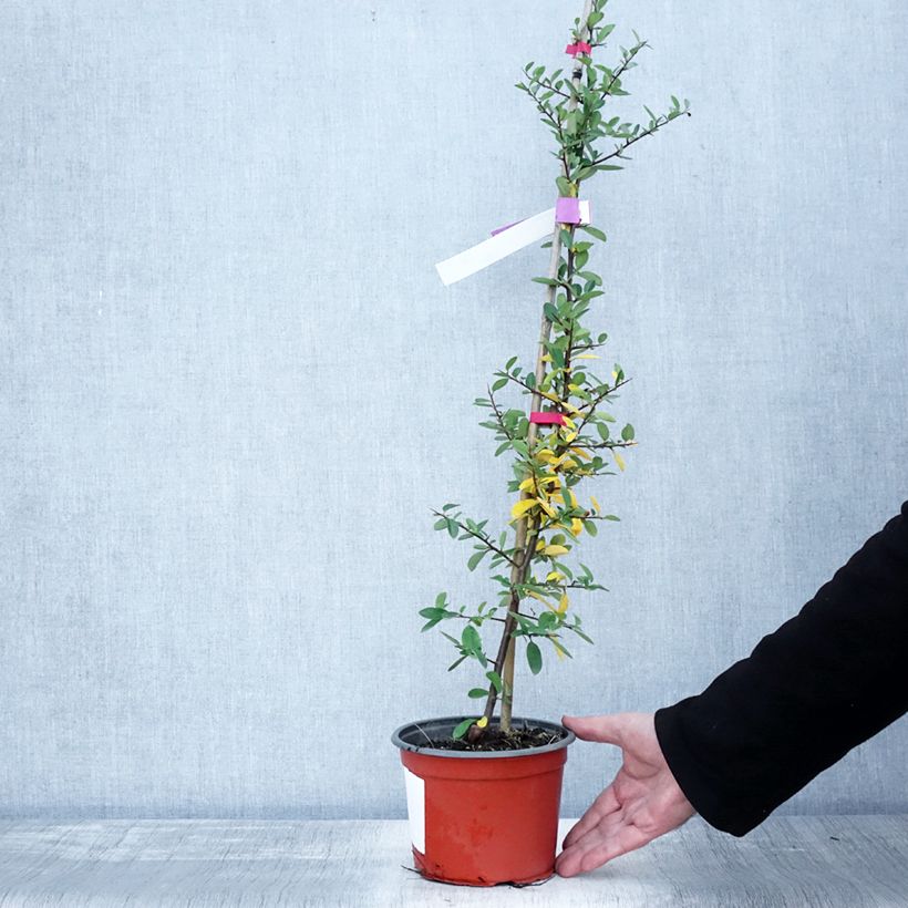 Spécimen de Pyracantha Mohave - Buisson ardent  Pot de 2L/3L tel que livré en automne