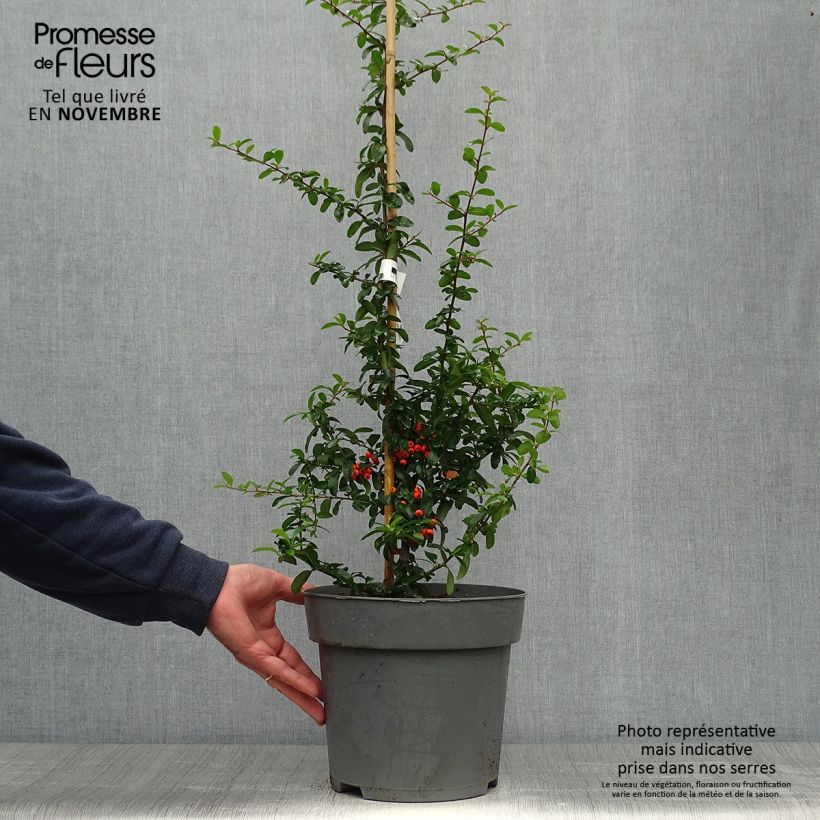 Spécimen de Pyracantha SAPHYR Orange - Buisson ardent Pot de 6L/7L tel que livré en automne