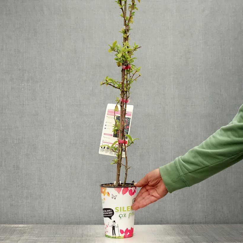 Spécimen de Pyracantha SAPHYR Rouge - Buisson ardent Pot de 2L/3L tel que livré en été