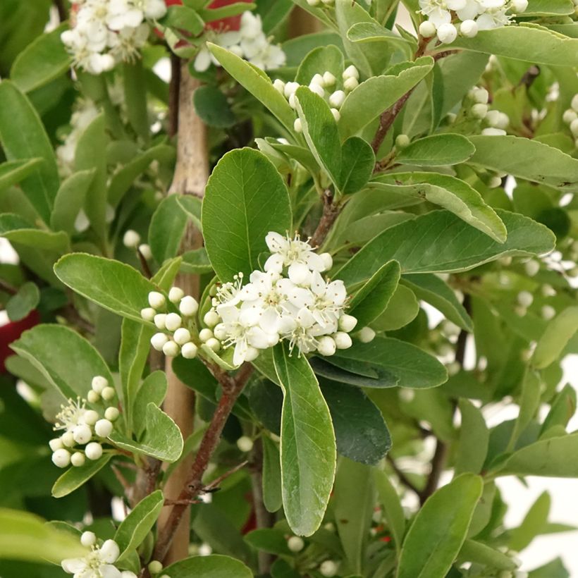 Pyracantha SAPHYR Rouge - Buisson ardent (Floraison)