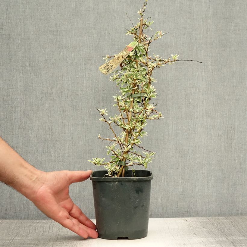 Spécimen de Pyracantha Sparkler Pot de 2L/3L tel que livré en été