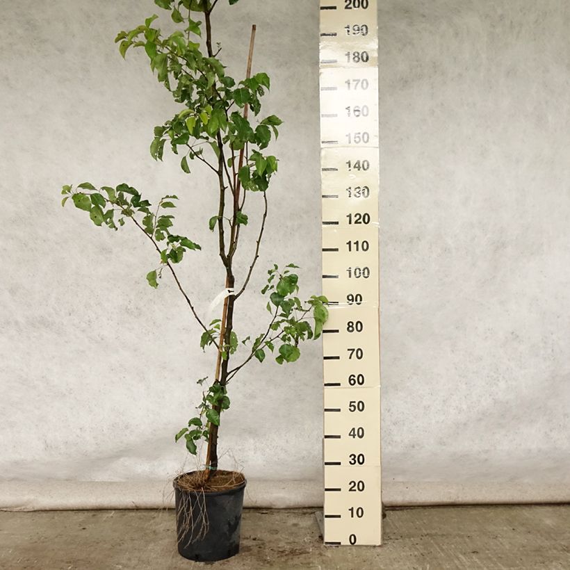 Spécimen de Pyrus calleryana Chanticleer - Poirier d'ornement  Pot de 12L/15L tel que livré en été