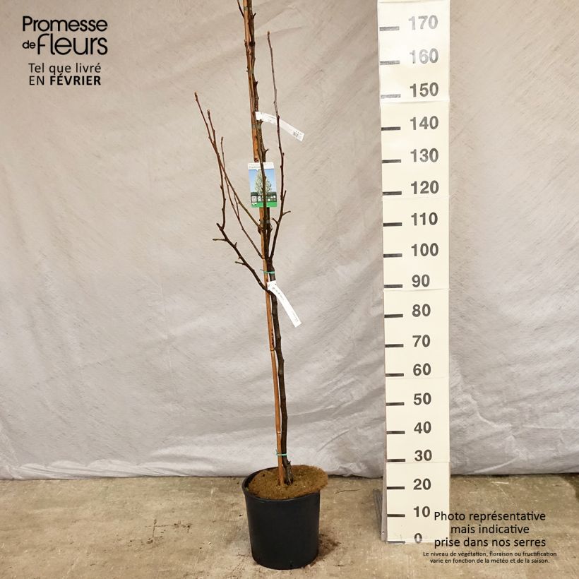 Spécimen de Pyrus calleryana Chanticleer - Poirier d'ornement  tel que livré en hiver