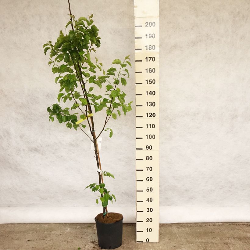 Spécimen de Pyrus calleryana Chanticleer - Poirier d'ornement 175/+cm en pot de 12/15L tel que livré au printemps