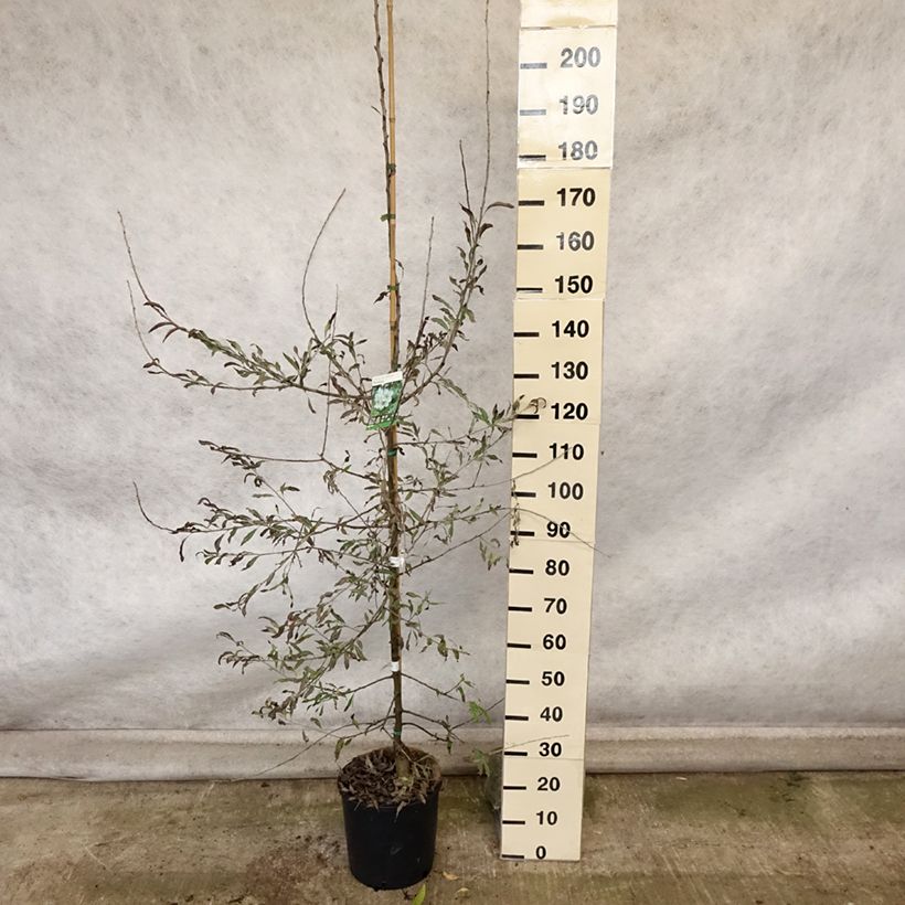 Spécimen de Pyrus salicifolia Pendula - Poirier d'ornement pleureur  Pot de 12L/15L tel que livré en automne