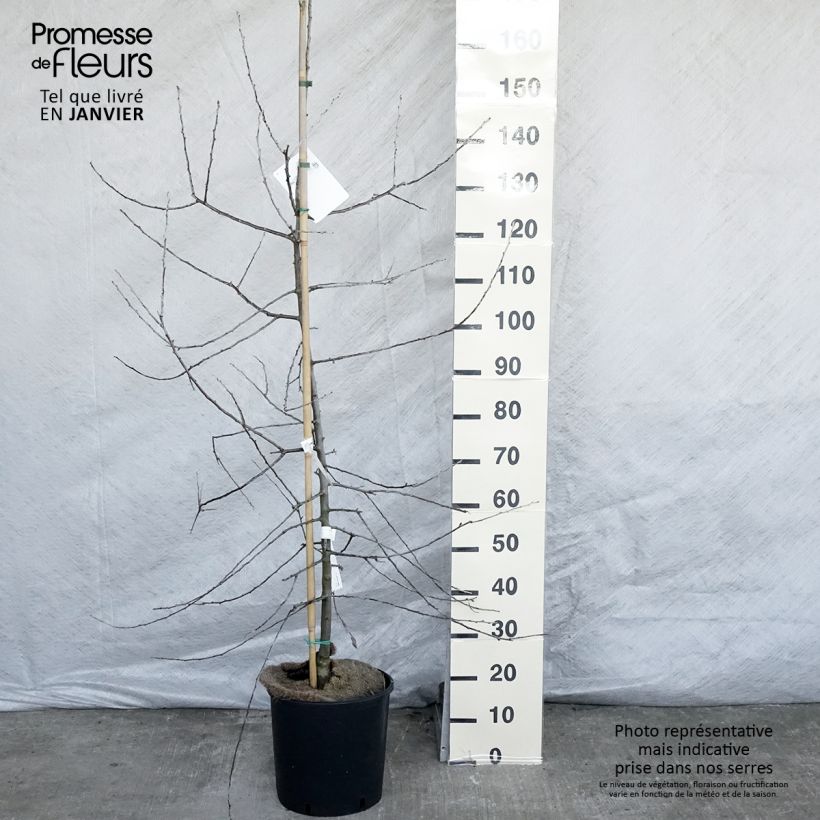 Spécimen de Pyrus salicifolia Pendula - Poirier d'ornement pleureur  tel que livré en hiver