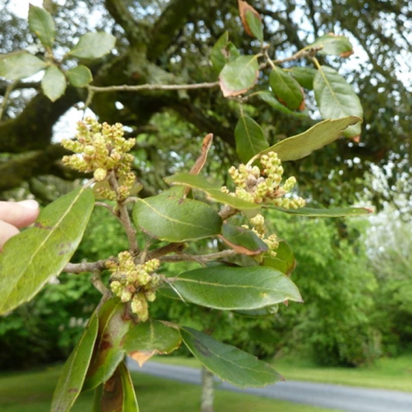 Chêne vert - Quercus ilex  (Feuillage)