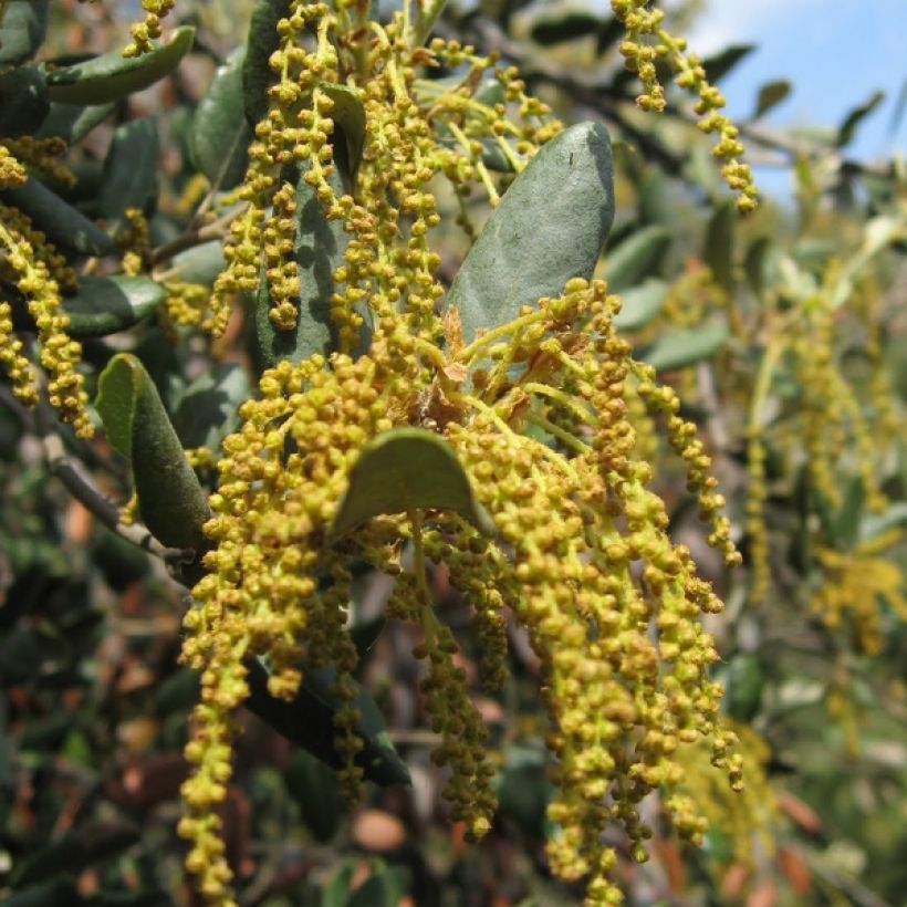 Chêne vert - Quercus ilex  (Floraison)