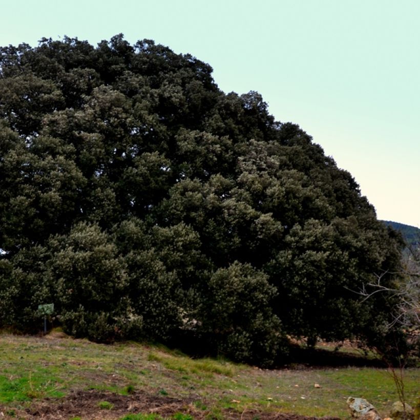 Chêne vert - Quercus ilex  (Port)
