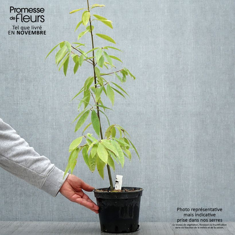 Spécimen de Quercus myrsinifolia - Chêne à feuilles de myrsine Pot de 3L/4L tel que livré en automne