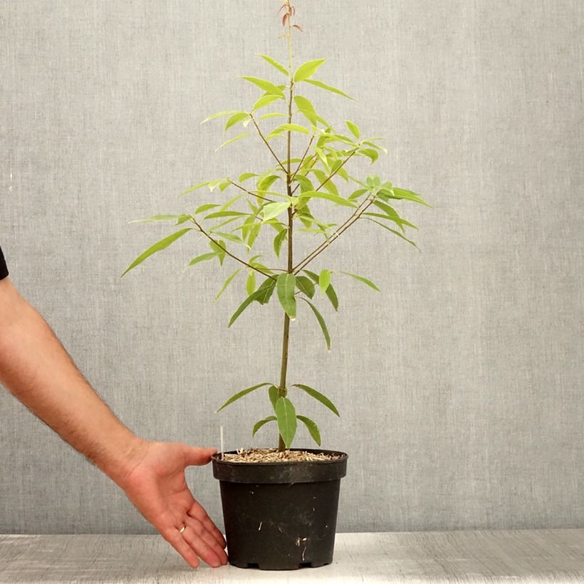 Spécimen de Quercus myrsinifolia - Chêne à feuilles de myrsine Pot de 3L/4L tel que livré en été