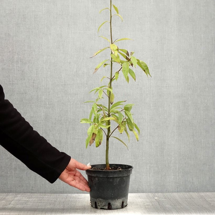 Spécimen de Quercus myrsinifolia - Chêne à feuilles de myrsine Pot de 3L/4LHauteur livrée env. 30/40cm tel que livré au printemps