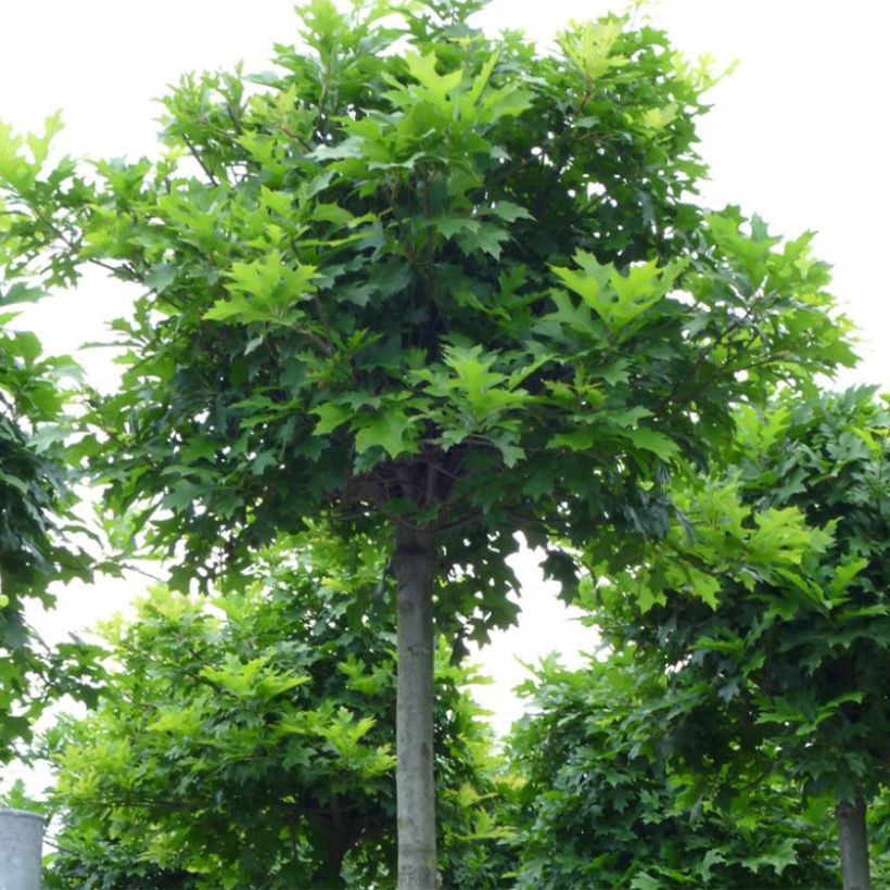 Chêne des marais - Quercus palustris Green Dwarf (Port)