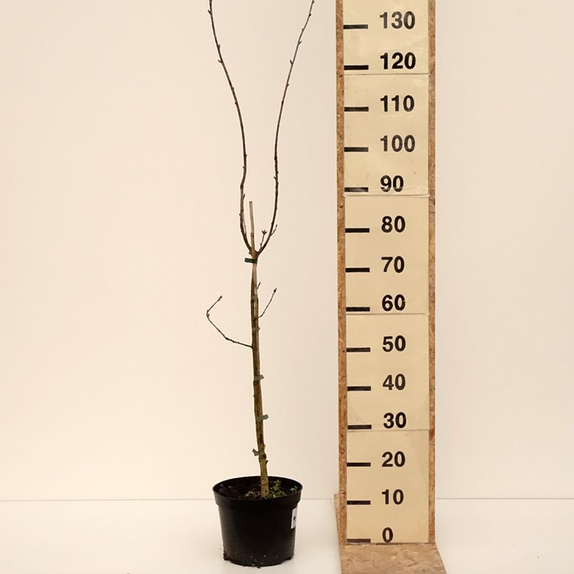 Spécimen de Quercus robur Cucullata - Chêne pédonculé Pot de 4L/5L tel que livré en hiver
