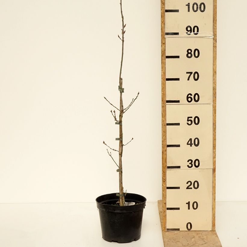 Spécimen de Quercus robur Cucullata - Chêne pédonculé - Pot de 4L/5L tel que livré au printemps