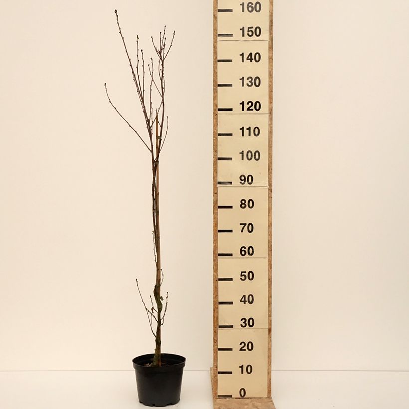 Spécimen de Quercus robur Facrist - Chêne pédonculé - Pot de 4L/5L tel que livré en hiver