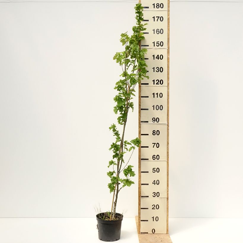 Spécimen de Quercus robur Facrist - Chêne pédonculé Pot de 4L/5L tel que livré au printemps