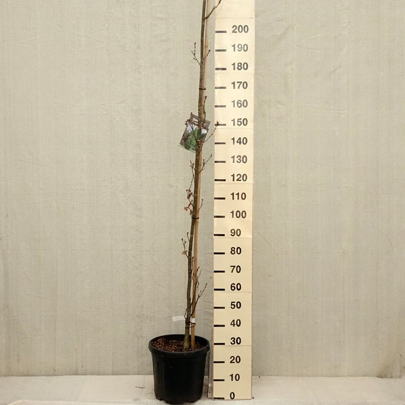 Spécimen de Quercus robur Fastigiata Koster - Chêne pédonculé fastigié Pot de 20/25L tel que livré au printemps