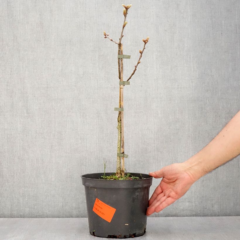 Spécimen de Quercus robur Pectinata - Chêne pédonculé - Pot de 4L/5L tel que livré au printemps