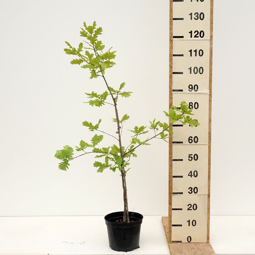 Spécimen de Quercus robur Rita's Gold - Chêne pédonculé doré Pot de 4L/5L tel que livré au printemps