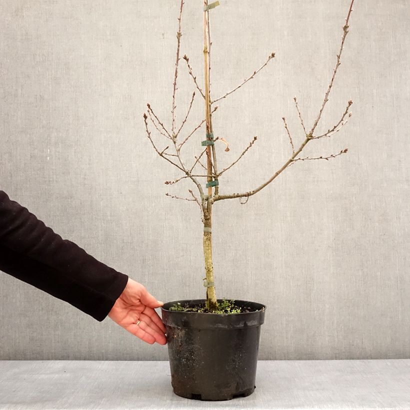 Spécimen de Quercus robur Salicifolia - Chêne pédonculé Pot de 4L/5L tel que livré en hiver