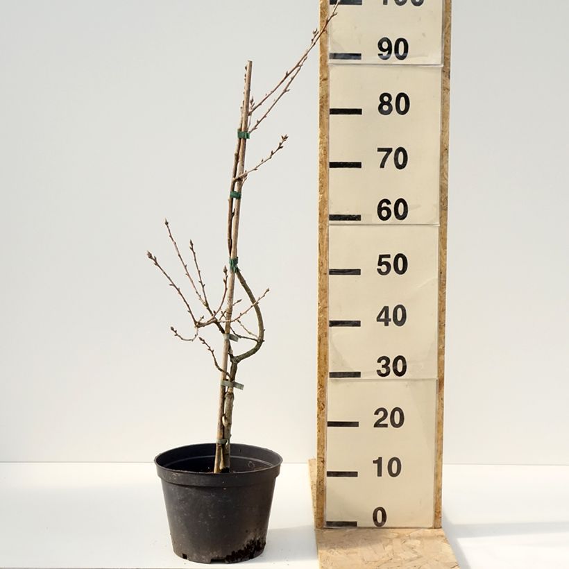 Spécimen de Quercus robur Salicifolia - Chêne pédonculé - Pot de 4L/5L tel que livré au printemps