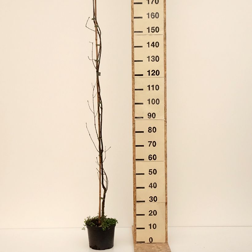 Spécimen de Quercus robur Strypemonde - Chêne pédonculé - Pot de 4L/5L tel que livré en hiver