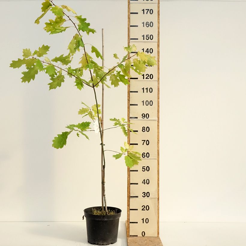 Spécimen de Quercus rubra Aurea - Chêne rouge d'Amérique doré Pot de 7,5L/10L tel que livré en été