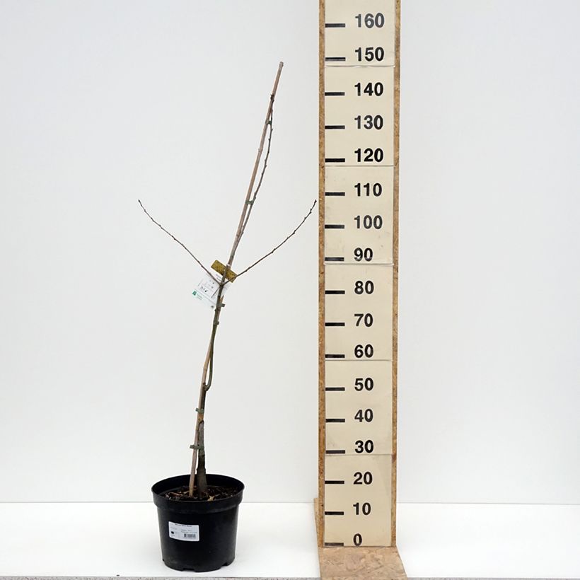 Spécimen de Quercus rubra Aurea - Chêne rouge d'Amérique doré Pot de 7,5L/10L tel que livré au printemps