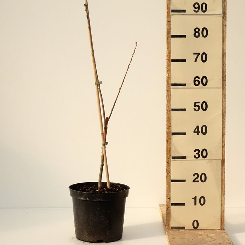 Spécimen de Quercus rubra Wolfsdonk's Pride - Chêne rouge d'Amérique - Pot de 7,5L/10L tel que livré en hiver