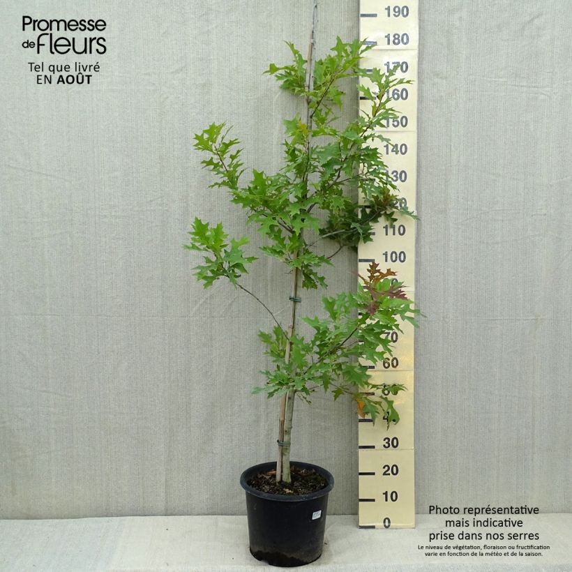 Spécimen de Quercus texana New Madrid - Chêne rouge du Texas Pot de 7,5L/10L tel que livré en été