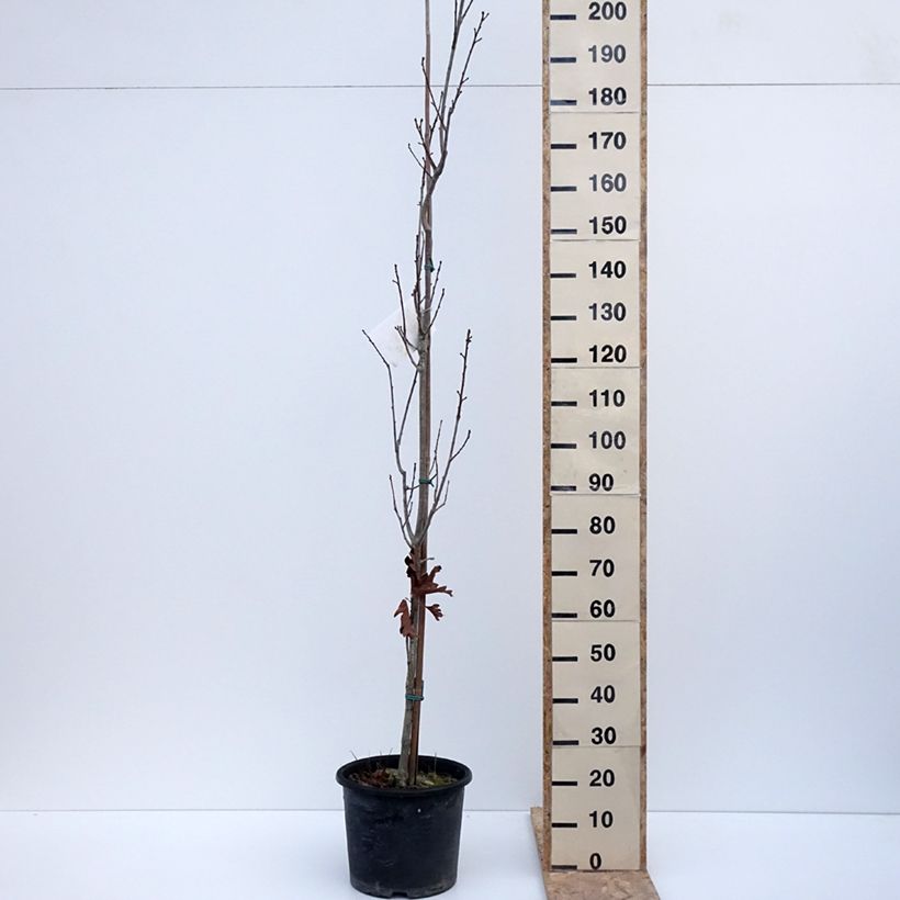 Spécimen de Quercus x warei Chimney Fire - Chêne hybride Pot de 12L/15L tel que livré en hiver