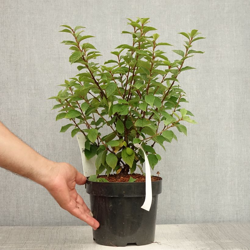 Spécimen de Ragouminier - Prunus tomentosa Pot de 2L/3L tel que livré en été