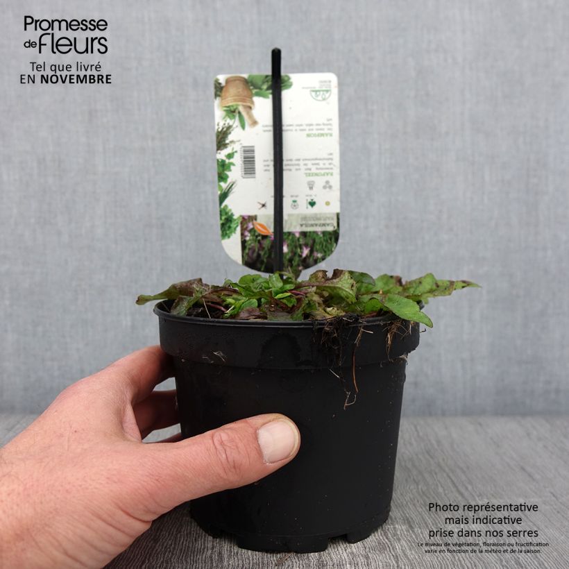 Spécimen de Raiponce - Campanula rapunculus Pot de 1,5L/2L tel que livré en automne