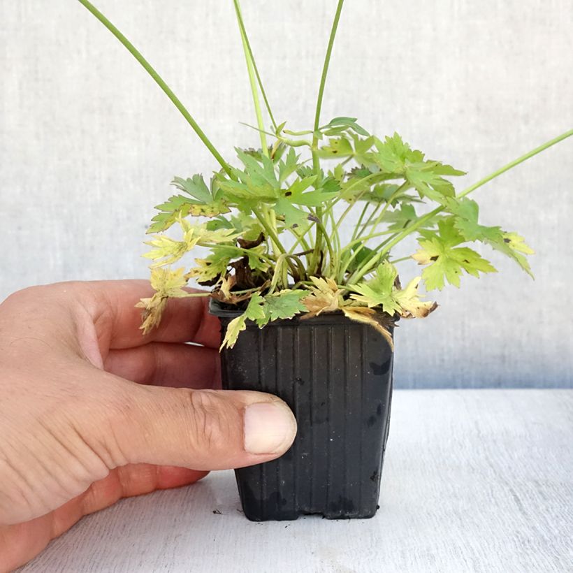 Spécimen de Ranunculus acris - Bouton d'or Godet de 7/8 cm tel que livré en été