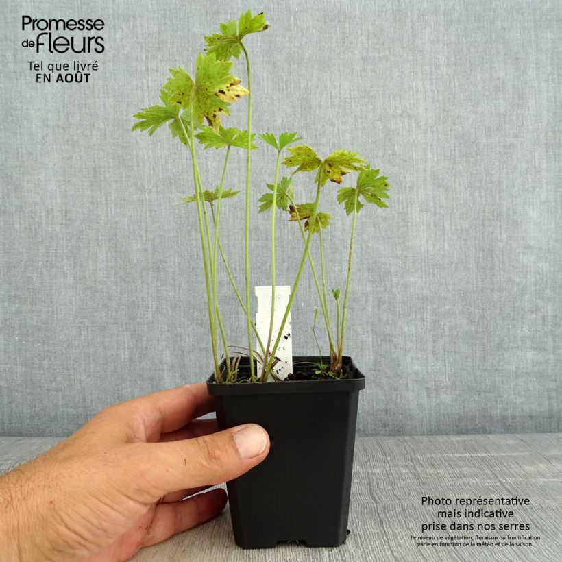 Spécimen de Ranunculus acris Multiplex - Bouton d'or Godet de 8/9 cm tel que livré en été