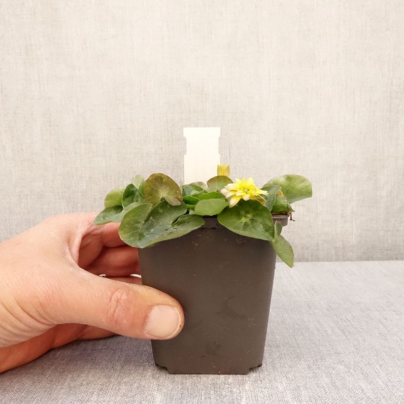 Spécimen de Ranunculus ficaria Flore pleno - Ficaire fausse-renoncule Godet de 8/9 cm tel que livré au printemps