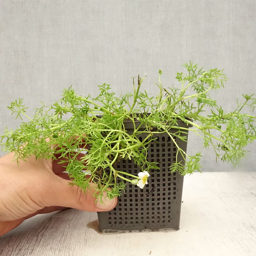 Spécimen de Ranunculus aquatilis - Renoncule aquatique Pot de 1L/1,5L tel que livré en été